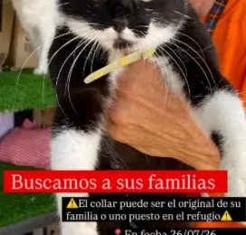Gato encontrado