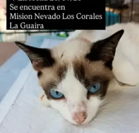 Gato encontrado