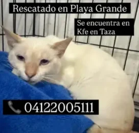 Gato Mestizo encontrado en La Guaira