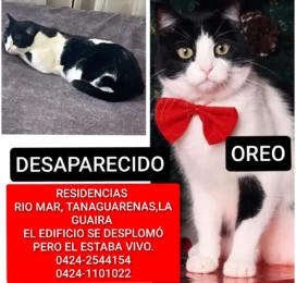 Gato perdido en La Guaira