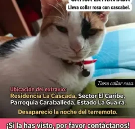 Gato perdido en La Guaira