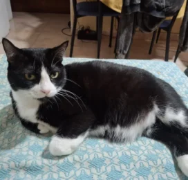 Gato perdido en La Guaira