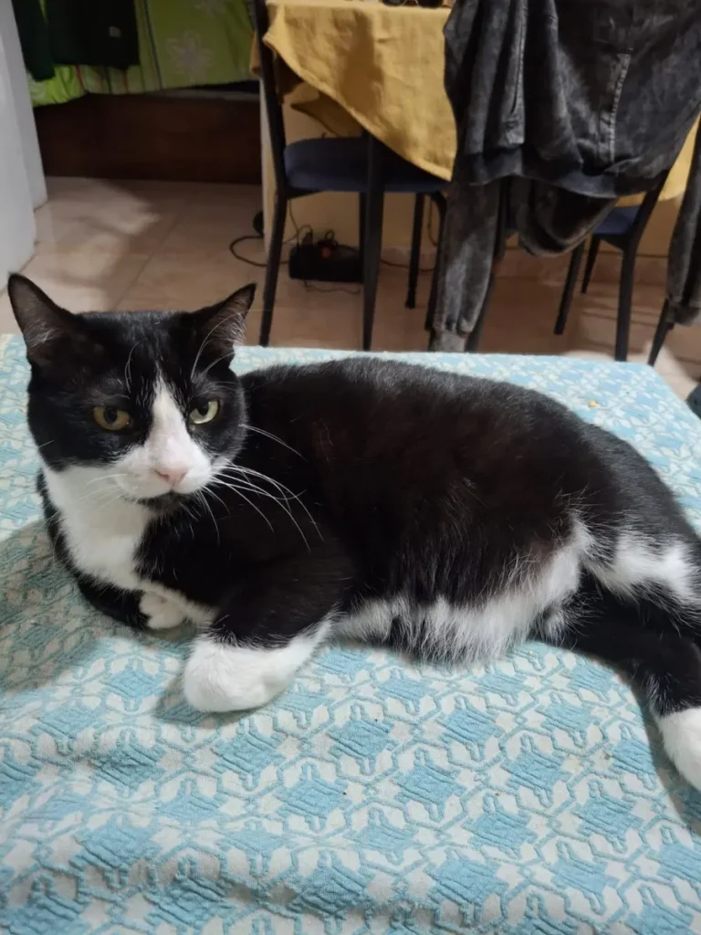 Negrita