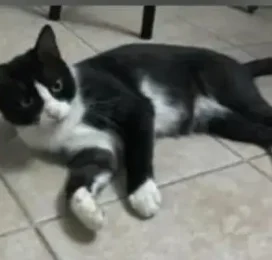 Gato perdido en Aragua