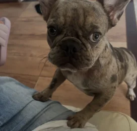Perro Bulldog Francés perdido en La Guaira