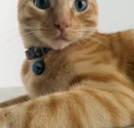 Gato perdido