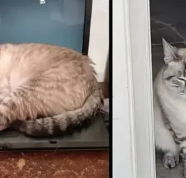 Gato perdido en Distrito Capital