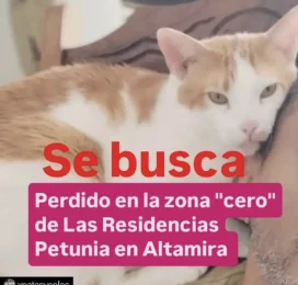 Perro perdido en Distrito Capital