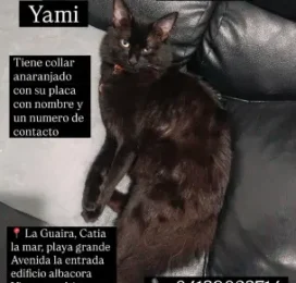 Gato perdido