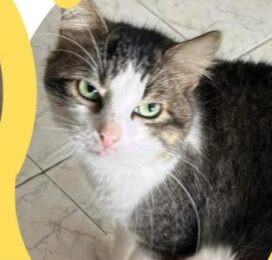 Gato perdido en La Guaira