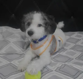 Perro Poodle (Caniche) perdido en La Guaira
