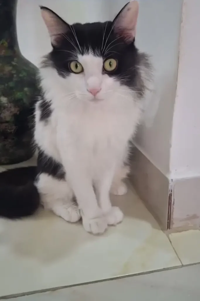 Milo