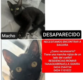 Gato perdido en La Guaira