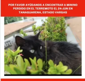 Gato Angora perdido en La Guaira