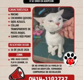 Gato Siamés encontrado en La Guaira