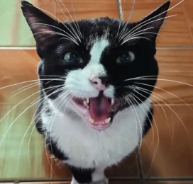 Gato perdido