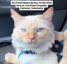 Gato perdido en Distrito Capital