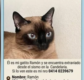 Perro perdido en Distrito Capital