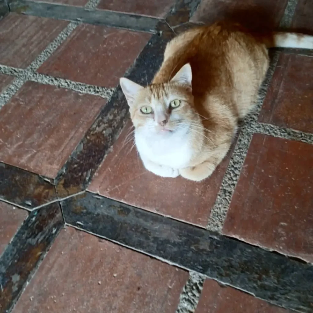 Ginger