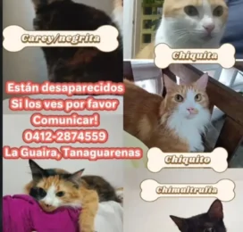 Perro perdido en La Guaira