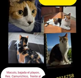 Gato perdido
