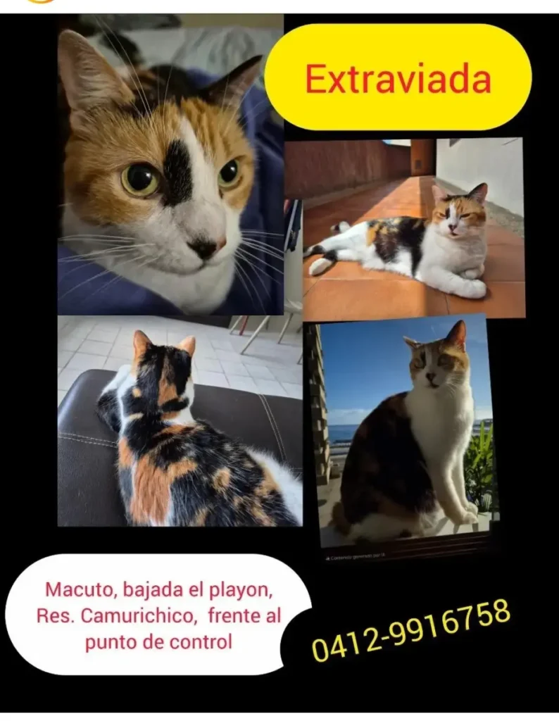 Gato perdido