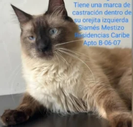 Perro Mestizo perdido en La Guaira
