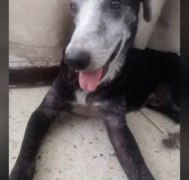 Perro perdido