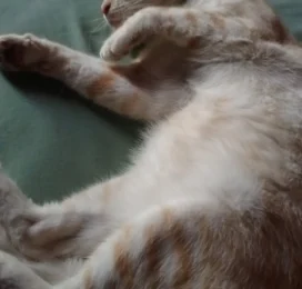 Gato perdido en La Guaira