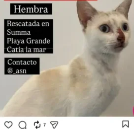 Gato Mestizo encontrado en La Guaira