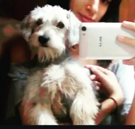 Perro Mestizo perdido