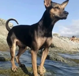 perdido en La Guaira