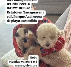 Perro Poodle (Caniche) perdido en La Guaira