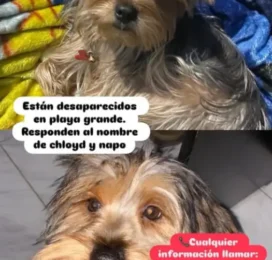 Perro Yorkshire Terrier perdido en La Guaira