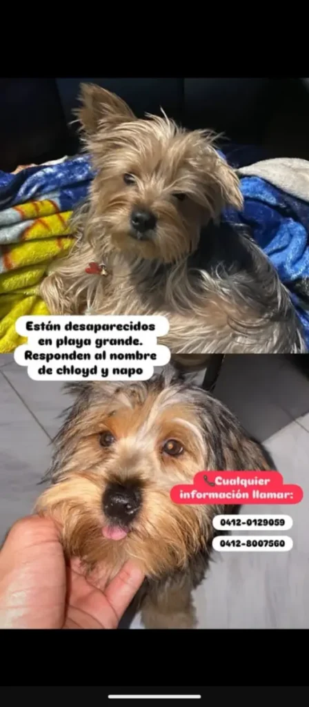 Chloyd y napo