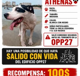 Perro Pitbull perdido en La Guaira