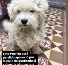 Perro Poodle (Caniche) encontrado