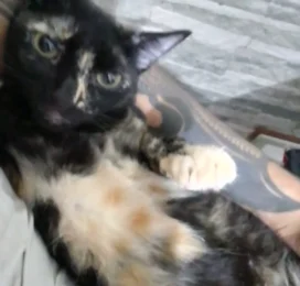 Gato perdido en La Guaira