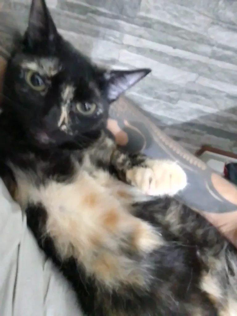 Mysty