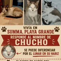 Gato Mestizo perdido en La Guaira
