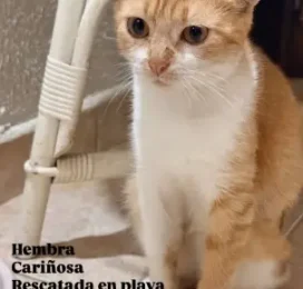 Gato Mestizo encontrado en La Guaira