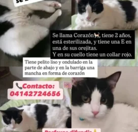 perdido en La Guaira