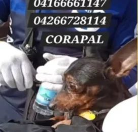 Perro perdido en La Guaira