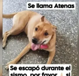 Perro perdido en Aragua