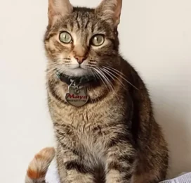 Gato perdido en La Guaira