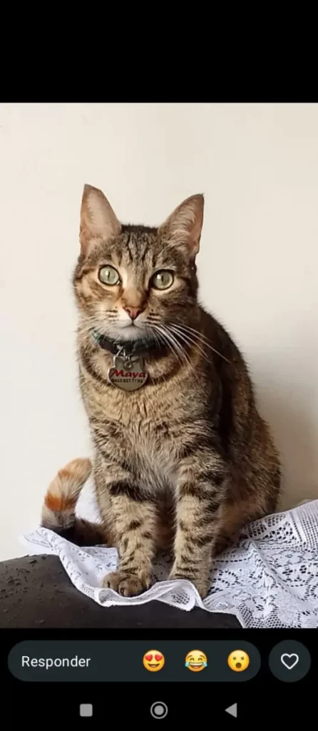 Maya