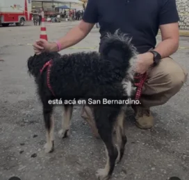 Perro perdido en Distrito Capital