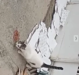 Gato Mestizo perdido en La Guaira