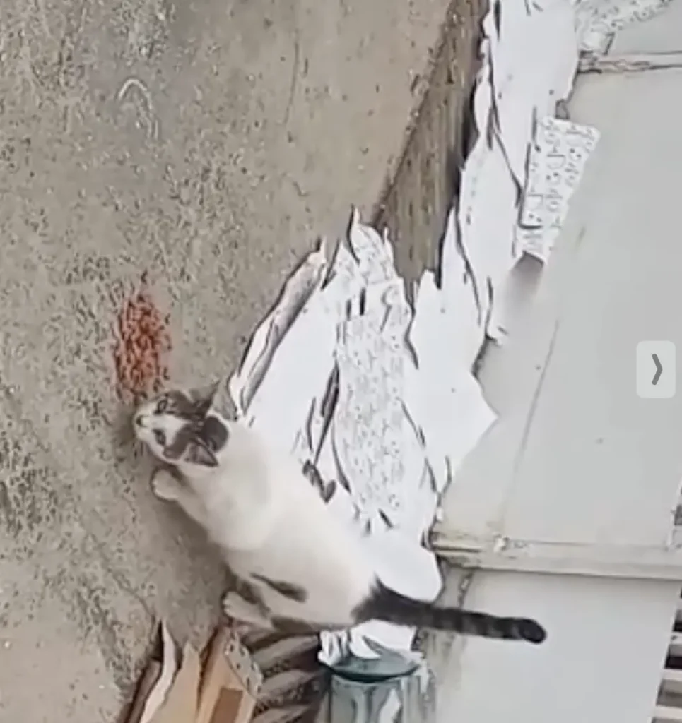 Gato perdido