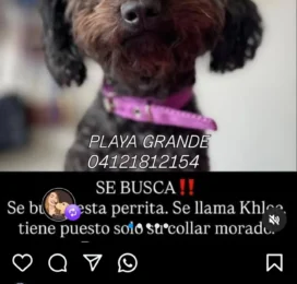 Perro perdido en La Guaira
